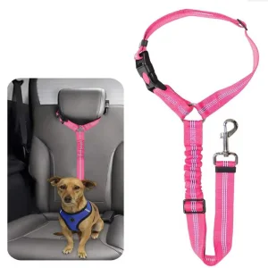 Pet Trend Innovation