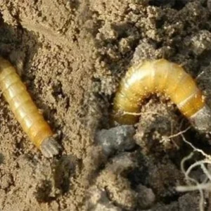 High Quality Heptafluthrin 96% Fast Knock Down and Killing Mosquitos and Other Insects