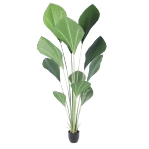 Tropical Bonsai Jakarta