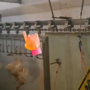 Special Chain Buckle for Poultry Slaughtering Line