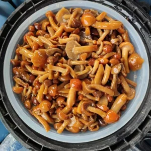 Champiñón Nameko