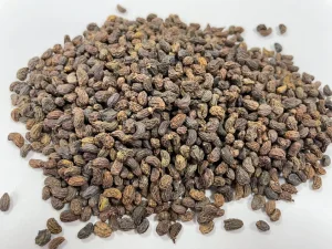 Factory Supply Nv Zhen Zi Wholesale Chinese Herbal Medicine Glossy Privet Fruit Fructus Ligustri Lucidi