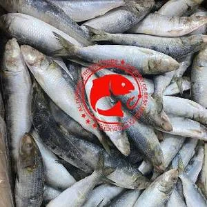 Frozen Sardine Fish Whole Cleaned
