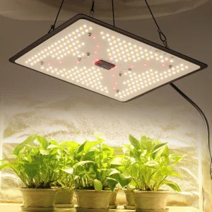 100W Dimmable COB LED Grow Light for Small Plants Table Bloom Light Timer Black Color Aluminum Body IP65 Rating for Home Garden