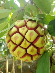 Wholesale Nursery Kadsura Coccinea Lem a C Smith Seedlings Live Plants