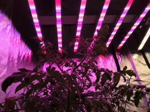 Greenhouse LED Light