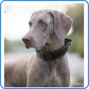 Soft Adjustable Strong Pet Dog Training Collar CE Factory