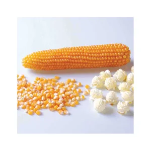 Brazilian Dried Glutinous Yellow Corn