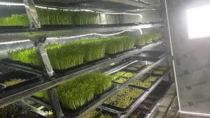 Smart Farm Rolling Bench