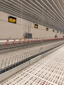 Poultry Farm Equipment: Reliable Breeder Falt Raising System for Layers
