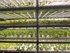 Reinfa Hydroponics NFT