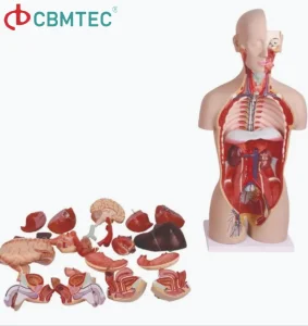 Medical Training Amphoteric Silver Human Torso Model for Anatomy Demonstrations