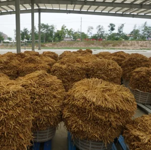 Chinese Pharmacopoeia Approved Herbal Medicine Codonopsis Radix Dang Shen Chinese Herbal Medicine