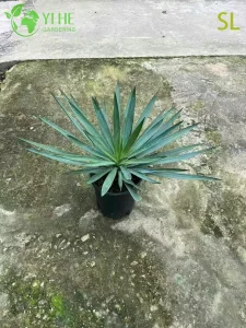 Yucca Plant