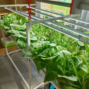 Hydroponics Rack System