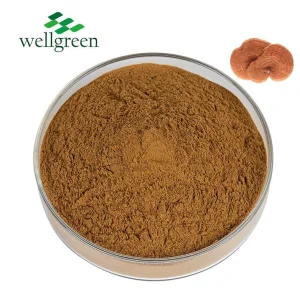 Premium Organic Reishi Mushroom Extract Powder for Immune Support with GMP Certification 30% Polysaccharides