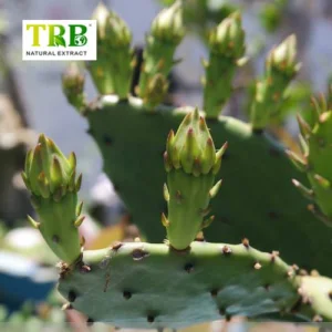 China Cactus Extract Factory, Factories