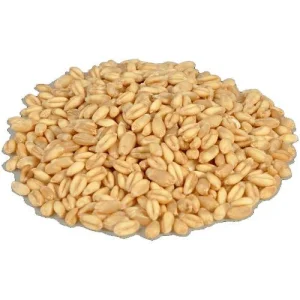 Quality Organic Durum Wheat Grains-Brown Long Grains 100% Purity 11-12% Protein Netherlands Origin