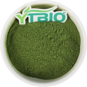 Polvo de col rizada liofilizada de alta calidad para suplemento de superalimento
