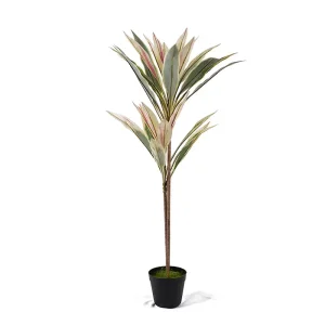 Cordyline Fruticosa