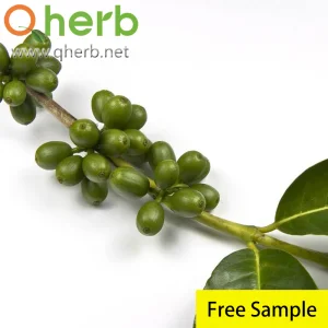 50% Extrato de Grão de Café Verde com Ácido Clorogênico e Amostra Grátis