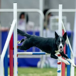 Aluminum Pet Dog Agility Training Jump Hurdle