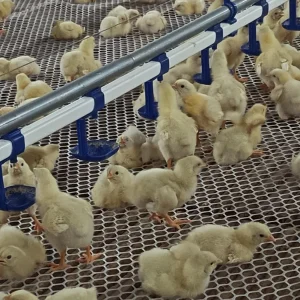 Poultry Farm Equipment