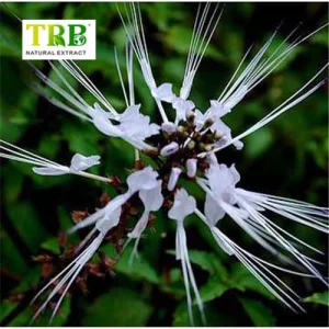 China Java Tea Extract Manufacturer