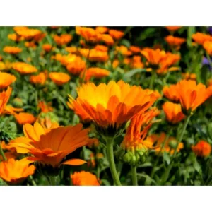 Herbal Extract Free Organic Marigold Calendula Officinalis Extract Powder