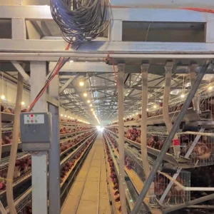 Modular Expandable Configuration Allowing Gradual Farm Capacity Growth Chicken Cage System