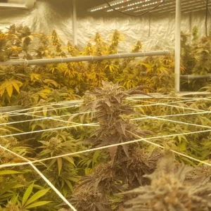 UV Timer Grow Lights