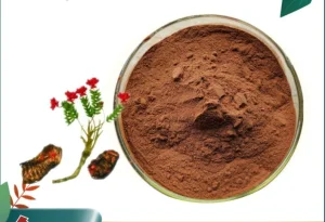 Boa Qualidade Compacta Natural 1%~5% Rosavina 1%~3% Salidrosídeo Extrato de Rhodiola Rosea