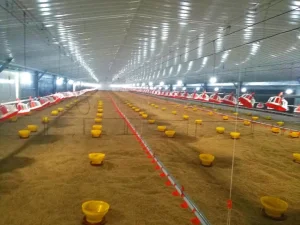 Galvanized Steel Poultry Farm