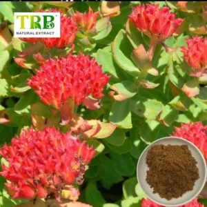 Wholesale Rhodiola Rosea Extract Manufacturers, Factories