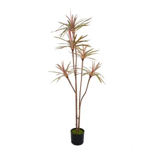 Dracaena Marginata Tree