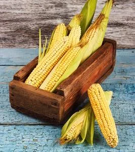 High Quality Yellow Corn