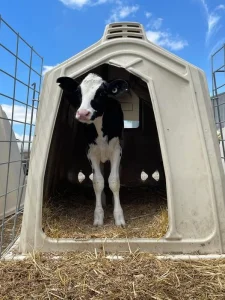 Calf Hutch