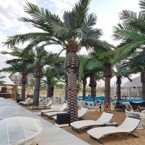 Large Date Palm Trees