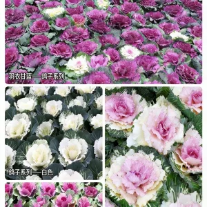 Kale Seeds Brassica Oleracea Var. Acephala Seeds Flower Seeds Ornamental Edibles