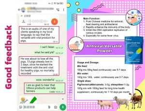 Reasons and Solutions for Sows Not Eating After Parturition Pig Healthcare Booster