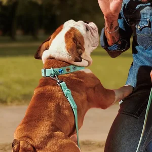 Discount Vintage Palace Style Pet Leash Plug-in Accessories Set