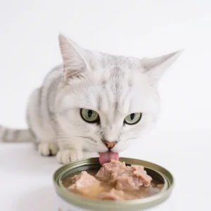 Desarrollo personalizado de comida húmeda nutritiva de pollo enlatada para gatos y gatitos, fuente de producción de fabricantes generales