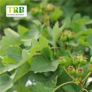 China Hawthorn Leaf Extract Factory, Factories