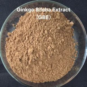 High Quality Wild Organic Ginkgo Biloba Powder-Wholesale Immunity-Boosting Herbal Supplement with Drum Packaging Customisable