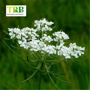 China Cnidium Monnieri Extract Manufacturers