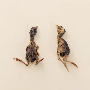 Alimento para mascotas liofilizado de OEM, suministro mayorista a granel de fábrica, 100% golosinas de carne cruda para gatos y perros