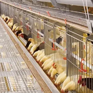 Steel Structure Broiler Cage