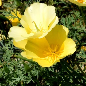 Yellow Poppy