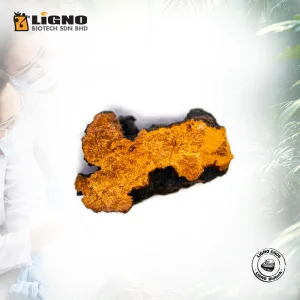 LiGNO CG06 Chaga Mushroom Powder
