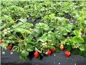 Long-Lasting Anti-Grass Mulching Film, Resistant to Sun and Rain Tobacco/Chinese Medicinal Herb Cultivation.